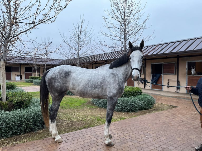 Spanish Sporthorse Mare 5 years 17 hh Brown in madrid