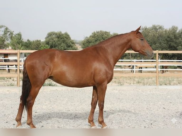 Spanish Sporthorse Mare 5 years 17 hh Chestnut-Red in Colmenar Viejo