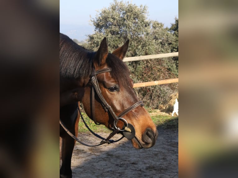 Spanish Sporthorse Mare 5 years Bay-Dark in Villanueva Del Pardillo