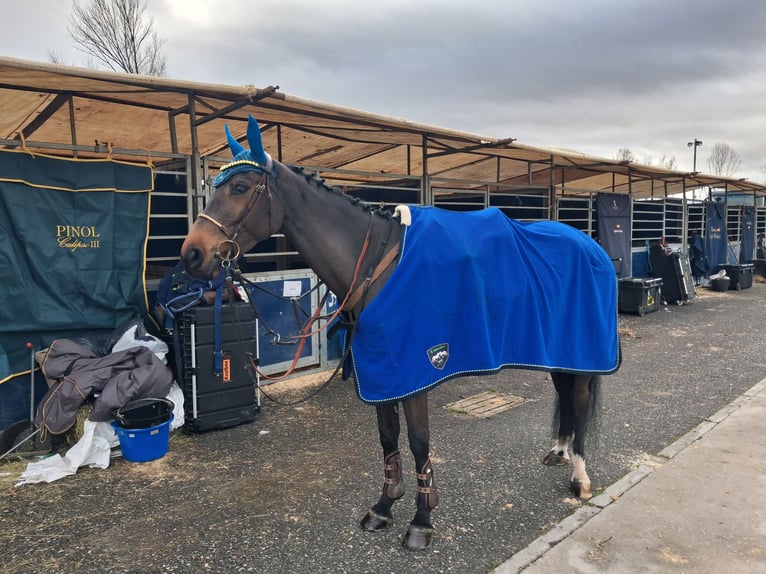 Spanish Sporthorse Mare 6 years 15,2 hh Bay-Dark in Madrid