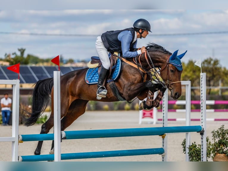 Spanish Sporthorse Mare 6 years 15,2 hh Bay-Dark in Madrid