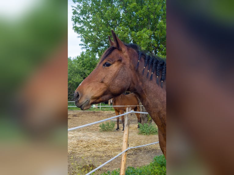 Spanish Sporthorse Mare 6 years 15,2 hh Brown in Barrio De Jarana
