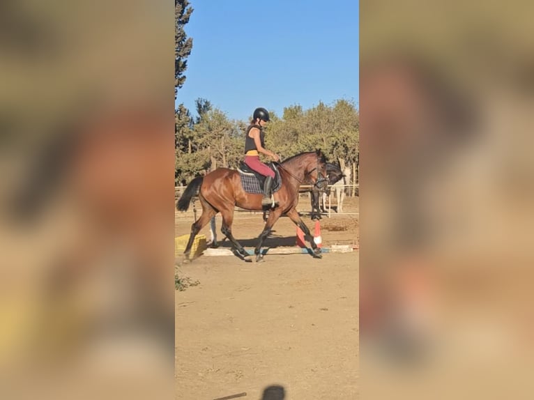 Spanish Sporthorse Mare 6 years 15,2 hh Brown in Barrio De Jarana