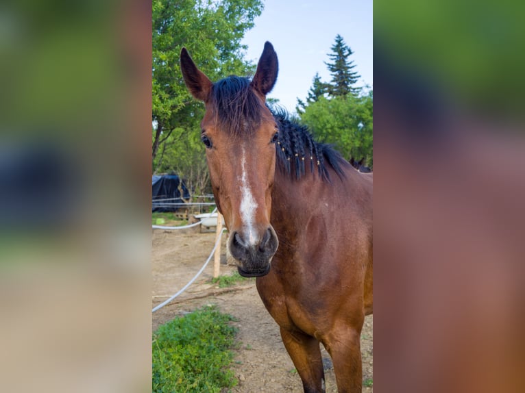 Spanish Sporthorse Mare 6 years 15,2 hh Brown in Barrio De Jarana