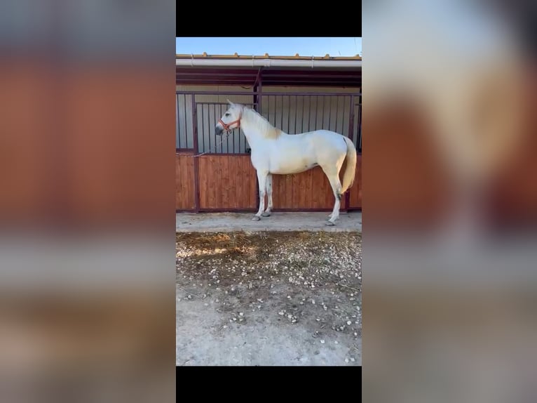 Spanish Sporthorse Mare 6 years 16,1 hh Gray in Lorqui