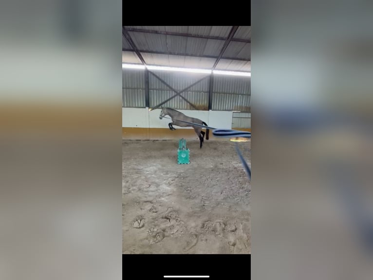 Spanish Sporthorse Mare 6 years 16,1 hh Grey-Dapple in Vigo