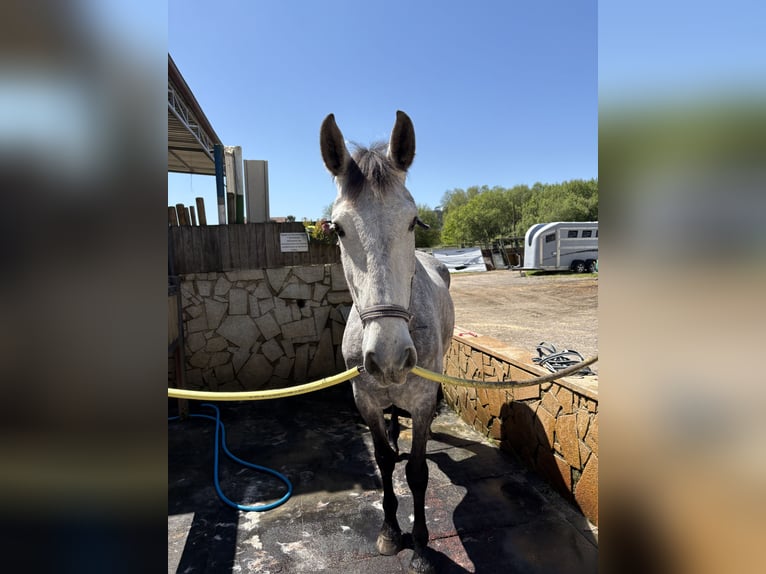 Spanish Sporthorse Mare 6 years 16,1 hh Grey-Dapple in Vigo