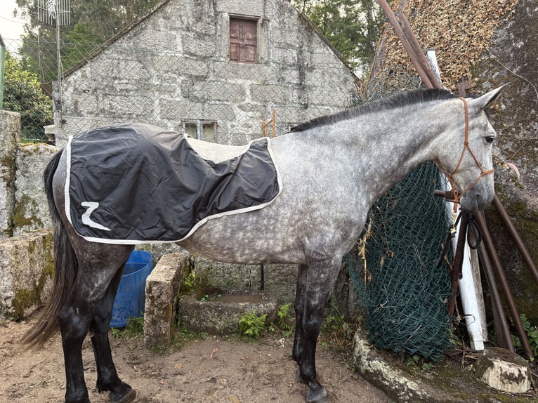 Spanish Sporthorse Mare 6 years 16,1 hh Grey-Dapple in Vigo