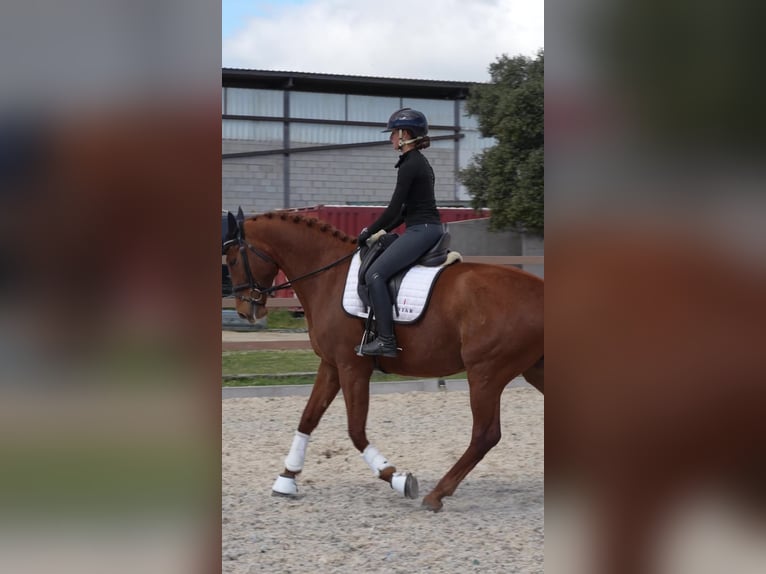 Spanish Sporthorse Mare 6 years 17 hh  in COLMENAR VIEJO