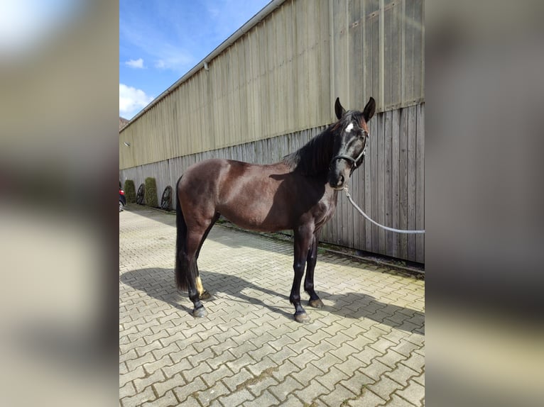 Spanish Sporthorse Mare 7 years 15,2 hh Black in Bergneustadt