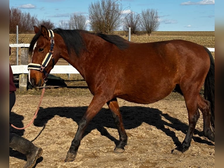 Spanish Sporthorse Mare 7 years 15,1 hh Brown in Uckerland