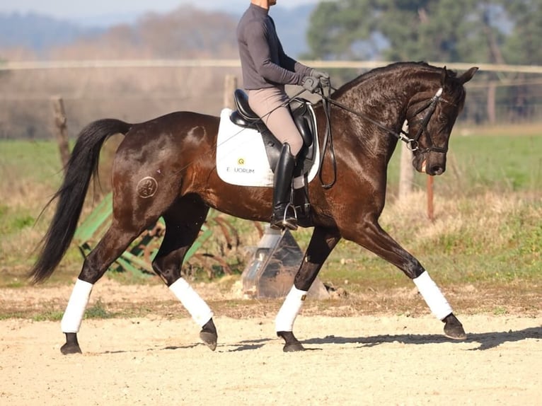 Spanish Sporthorse Mare 7 years 15,3 hh Bay-Dark in Navas Del Madroño