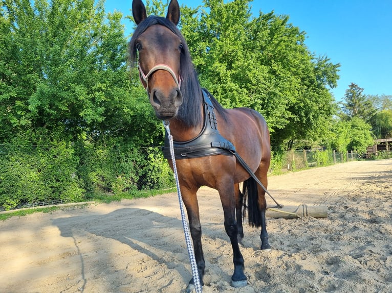 Spanish Sporthorse Mix Mare 7 years 15,3 hh Brown in Trebur
