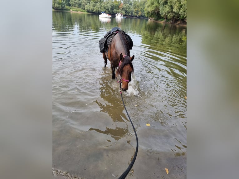 Spanish Sporthorse Mix Mare 7 years 15,3 hh Brown in Trebur