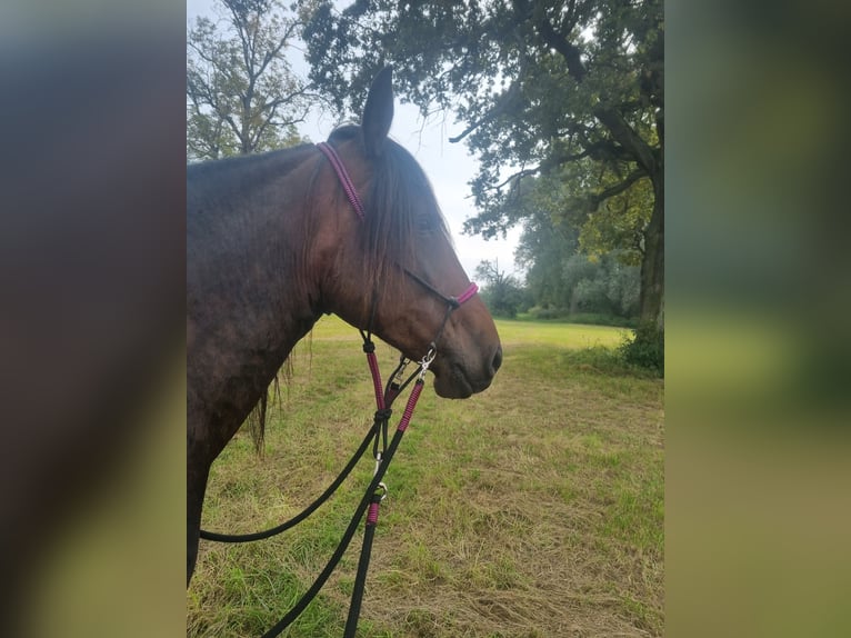 Spanish Sporthorse Mix Mare 7 years 15,3 hh Brown in Trebur