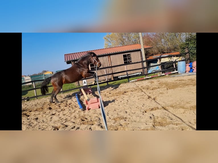 Spanish Sporthorse Mix Mare 7 years 15,3 hh Brown in Trebur