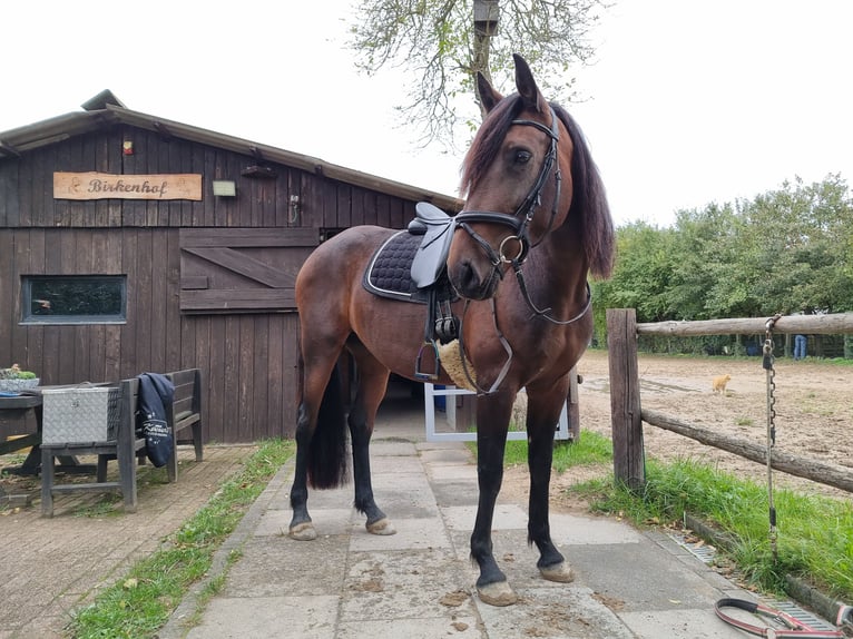 Spanish Sporthorse Mix Mare 7 years 15,3 hh Brown in Trebur