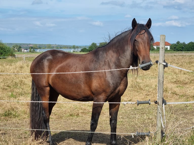 Spanish Sporthorse Mix Mare 7 years 15,3 hh Brown in Trebur