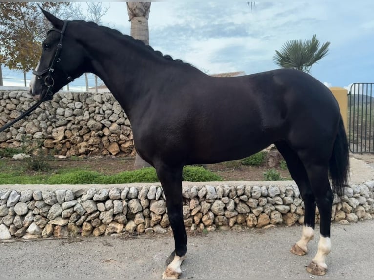 Spanish Sporthorse Mare 7 years 16.1 hh Black in Ciutadella De Menorca