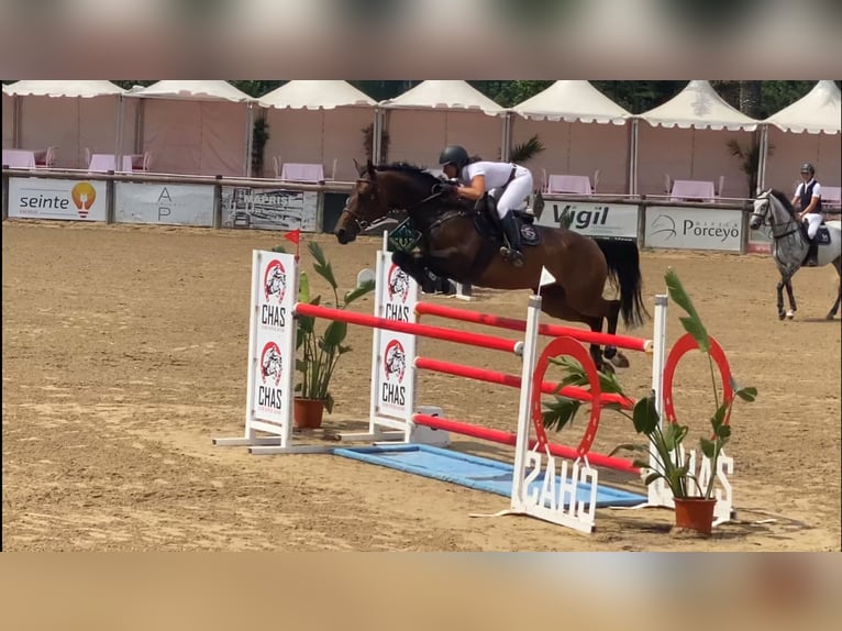 Spanish Sporthorse Mare 7 years 16,1 hh Brown in Gijon