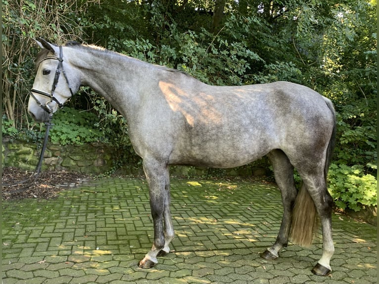 Spanish Sporthorse Mare 7 years 16,1 hh Gray-Dapple in Horstmar