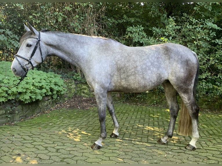 Spanish Sporthorse Mare 7 years 16,1 hh Gray-Dapple in Horstmar