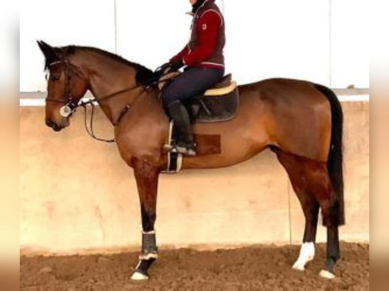 Spanish Sporthorse Mix Mare 7 years 16,2 hh Bay in MADRID