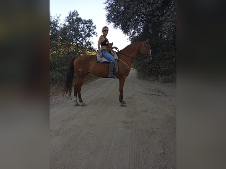 Spanish Sporthorse Mare 7 years 16,2 hh Chestnut-Red in Fuencaliente