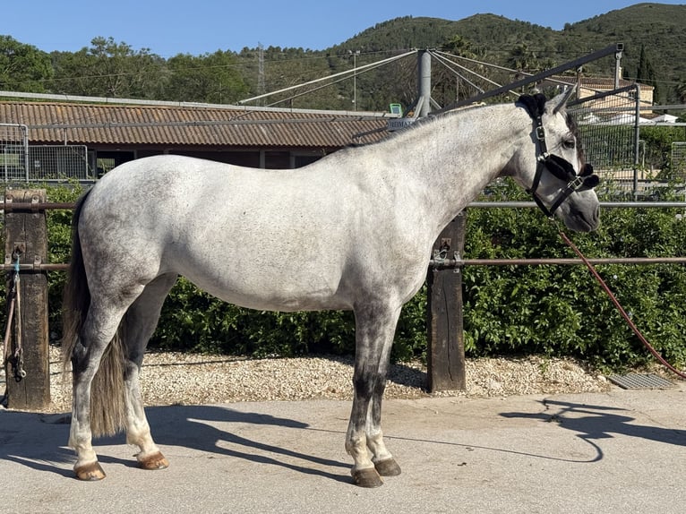 Spanish Sporthorse Mare 7 years 16.2 hh Grey in Xabia/Javea