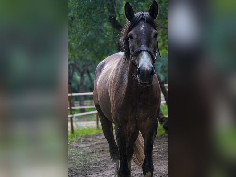 Spanish Sporthorse Mix Mare 7 years 16 hh Gray-Red-Tan in Las Rozas De Madrid