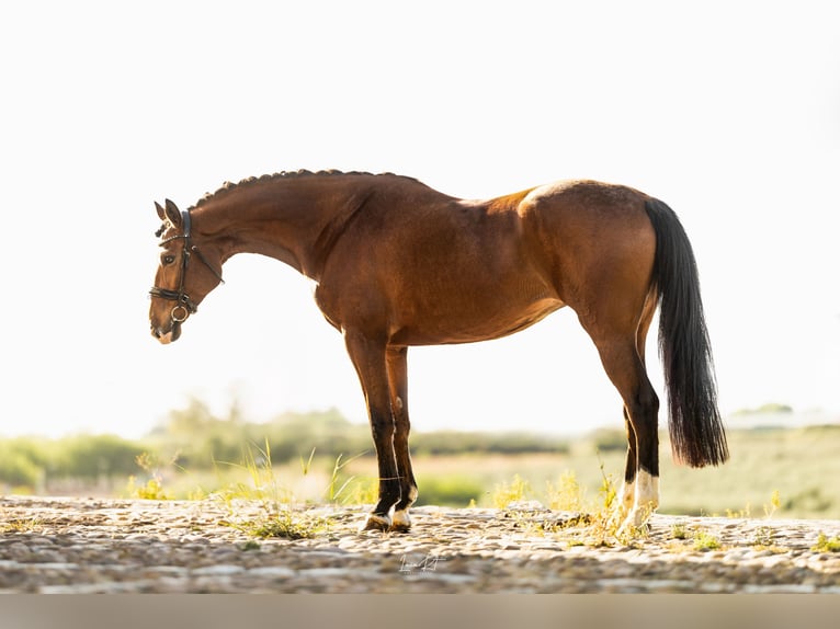 Spanish Sporthorse Mare 7 years 16,1 hh Brown in Sevilla