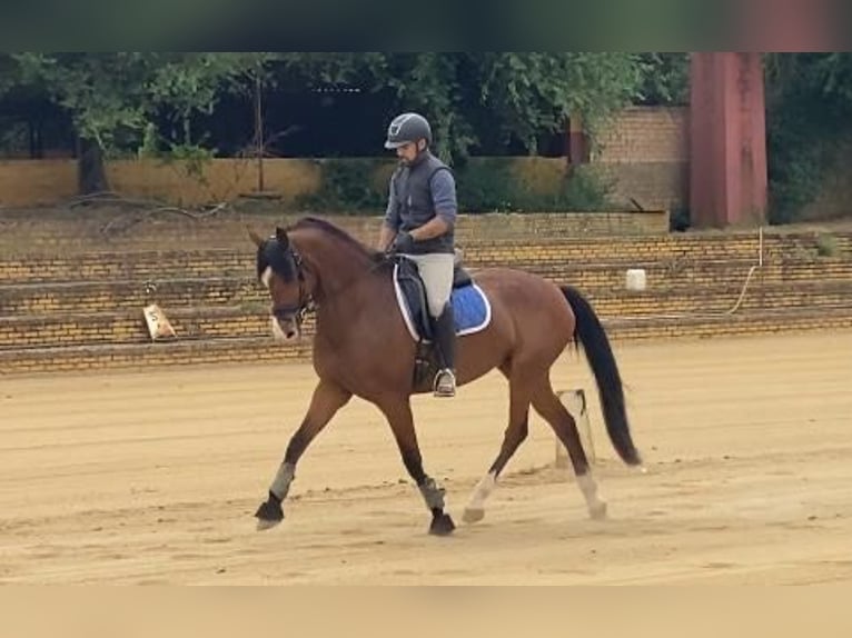 Spanish Sporthorse Mare 7 years 16,1 hh Brown in Sevilla