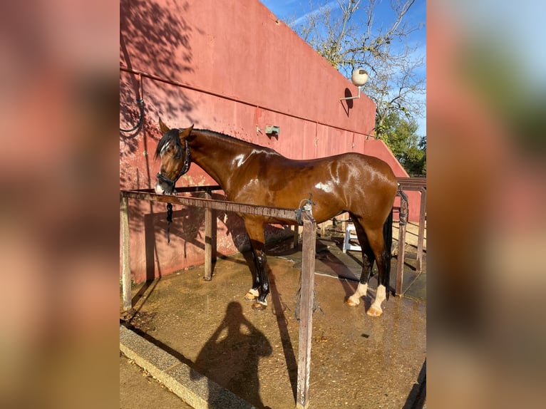 Spanish Sporthorse Mare 7 years 16,1 hh Brown in Sevilla
