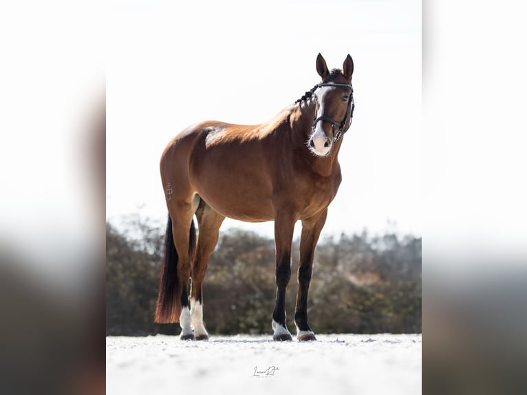Spanish Sporthorse Mare 7 years 16,1 hh Brown in Sevilla