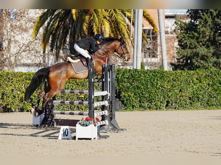 Spanish Sporthorse Mare 7 years Brown in Estartit, L'