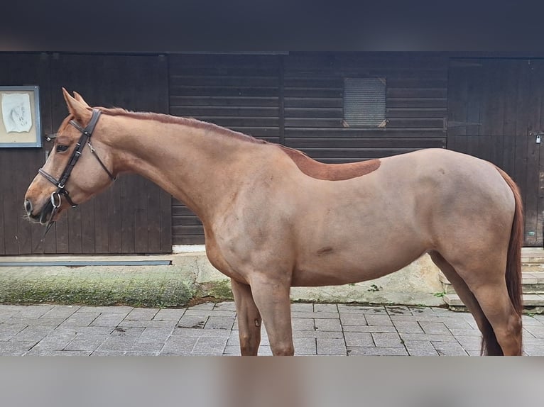 Spanish Sporthorse Mare 7 years Chestnut-Red in Oviedo