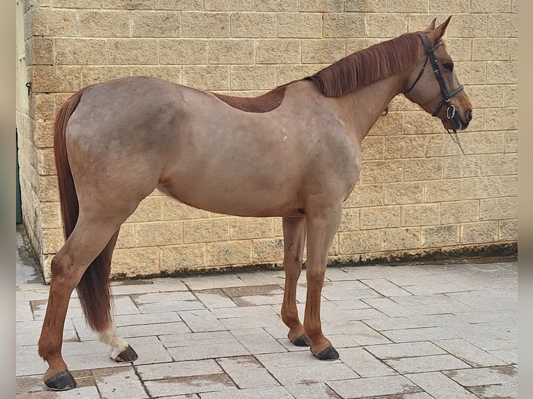 Spanish Sporthorse Mare 7 years Chestnut-Red in Oviedo
