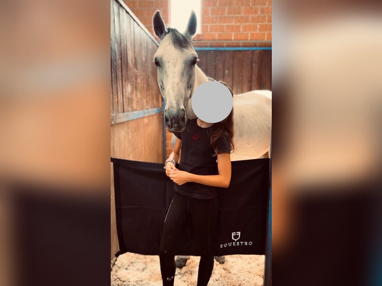 Spanish Sporthorse Mare 8 years 14,3 hh Gray in Collecchio