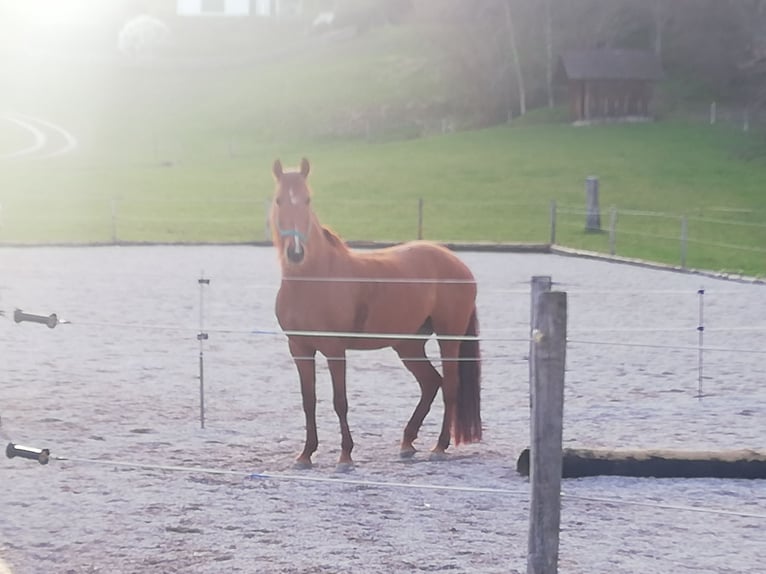 Spanish Sporthorse Mix Mare 8 years 15,1 hh Chestnut-Red in Gmunden