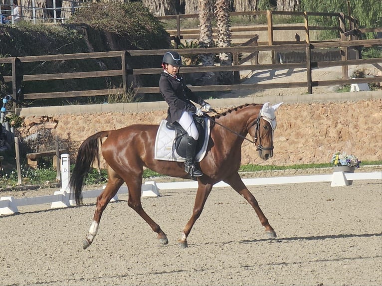 Spanish Sporthorse Mare 8 years 15.2 hh Chestnut-Red in Albaida
