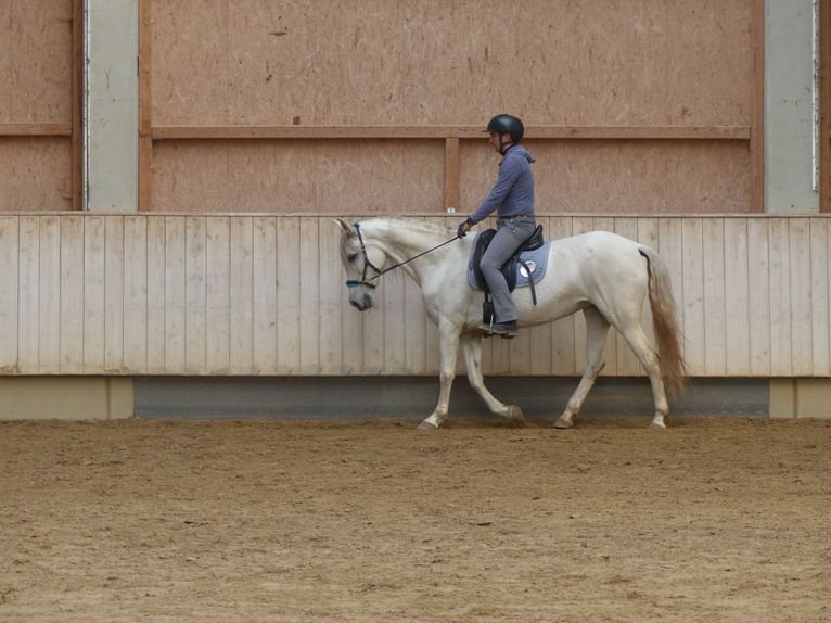 Spanish Sporthorse Mix Mare 8 years 15,1 hh Grey-Dark-Tan in Rot an der Rot