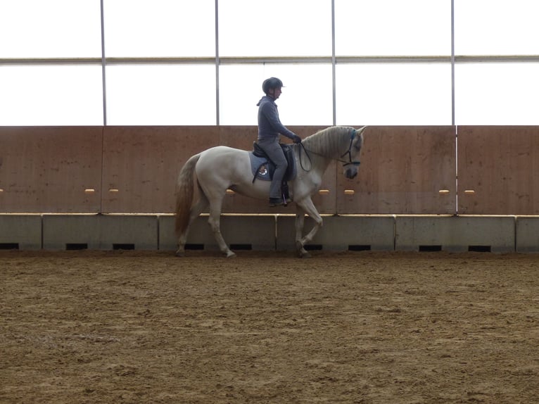 Spanish Sporthorse Mix Mare 8 years 15,1 hh Grey-Dark-Tan in Rot an der Rot
