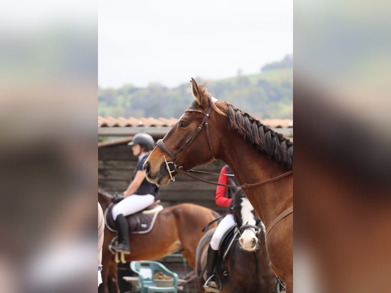 Spanish Sporthorse Mare 8 years 16.2 hh Bay-Dark in Beranga