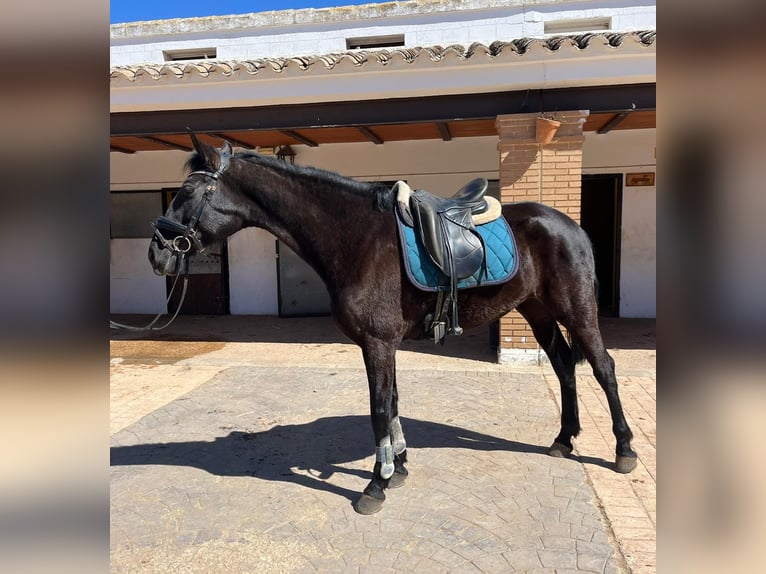 Spanish Sporthorse Mix Mare 8 years 16.2 hh Black in Tomelloso