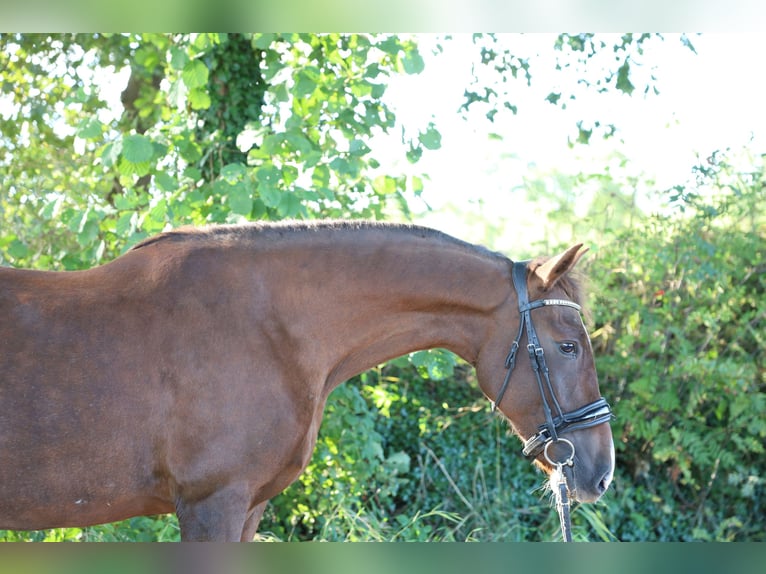 Spanish Sporthorse Mare 8 years 16 hh in Jever