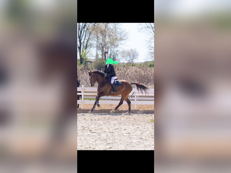 Spanish Sporthorse Mare 8 years 16,2 hh Bay-Dark in Beranga