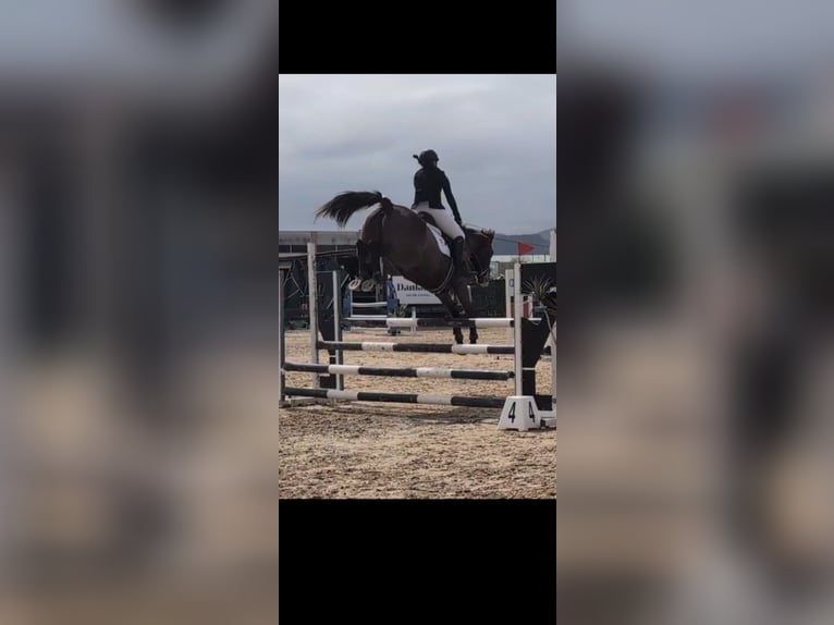 Spanish Sporthorse Mare 8 years 16,2 hh Bay-Dark in Beranga