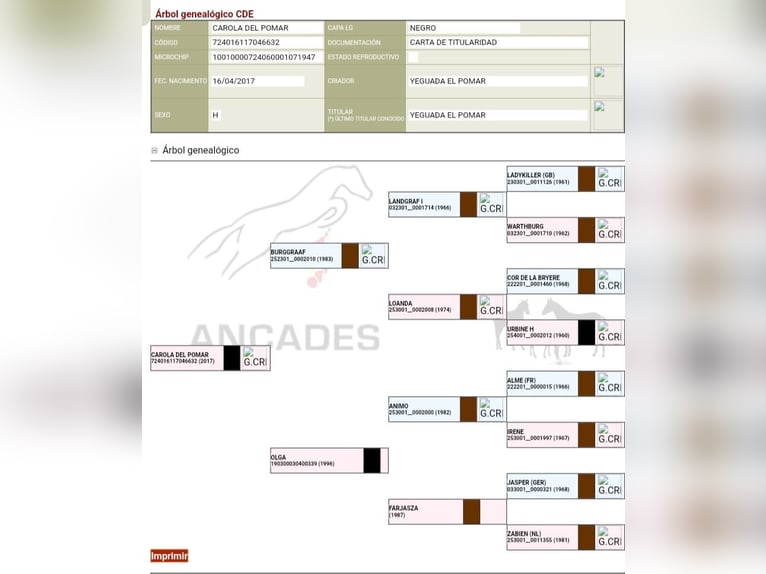 Spanish Sporthorse Mare 8 years 17 hh Black in Bunyola