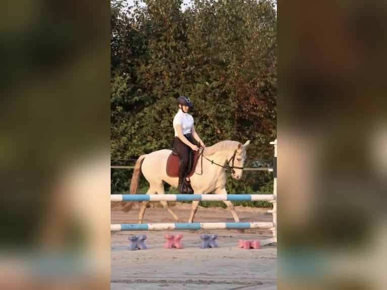 Spanish Sporthorse Mare 9 years 13,3 hh in Bösel