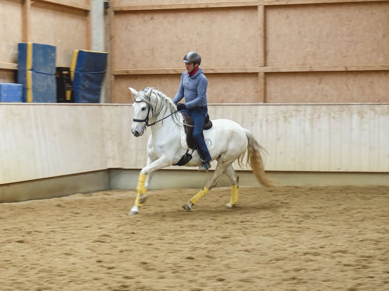 Spanish Sporthorse Mix Mare 9 years 15.1 hh Grey-Dark-Tan in Rot an der Rot